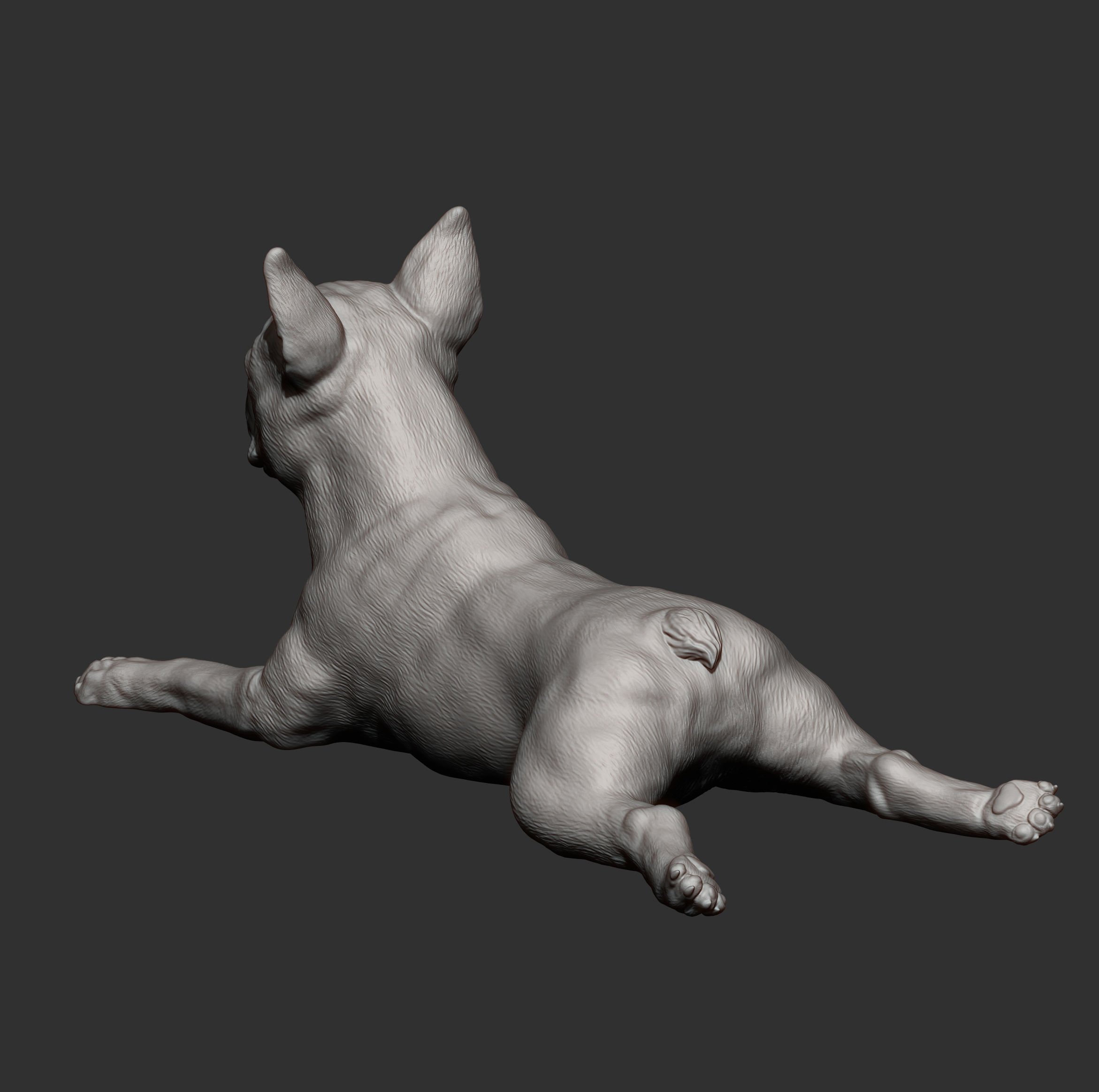 boston terrier lying down 3D print model_9