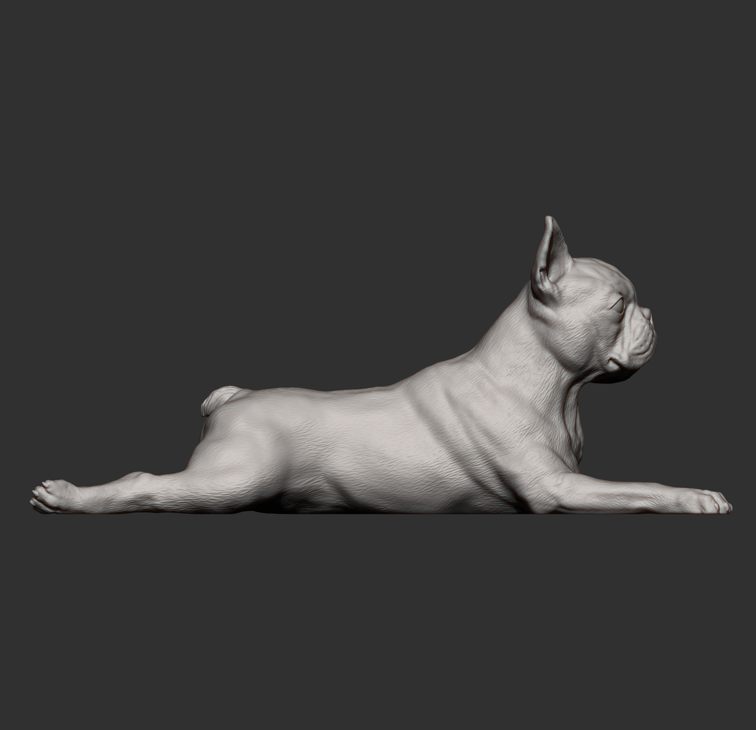 boston terrier lying down 3D print model_8