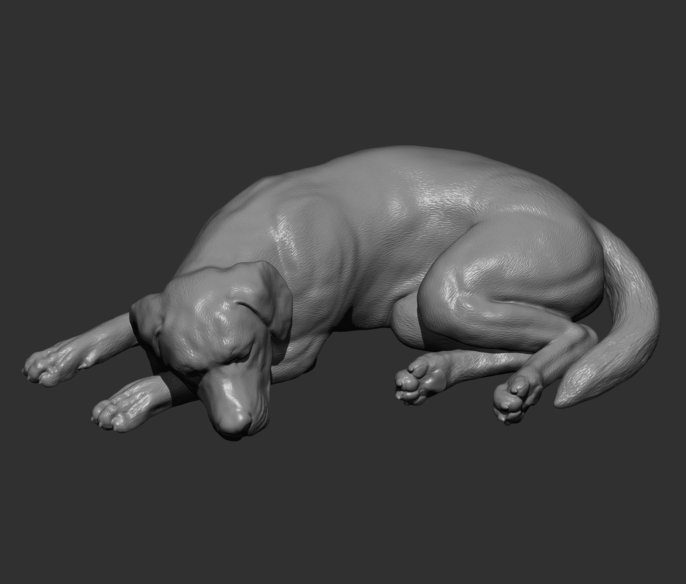 Labrador is sleeping 3D print model_8