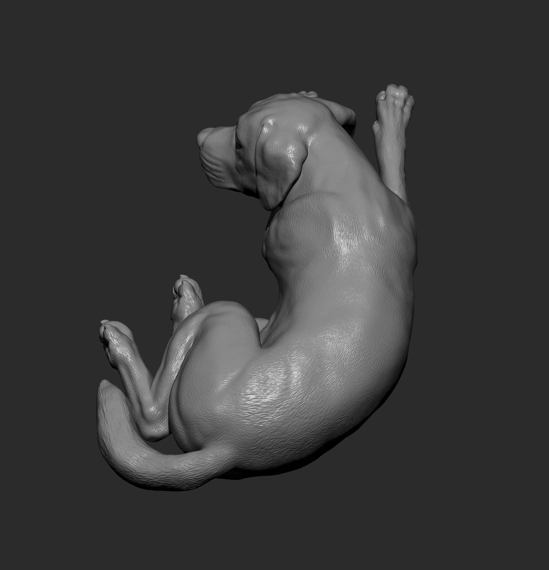 Labrador is sleeping 3D print model_10