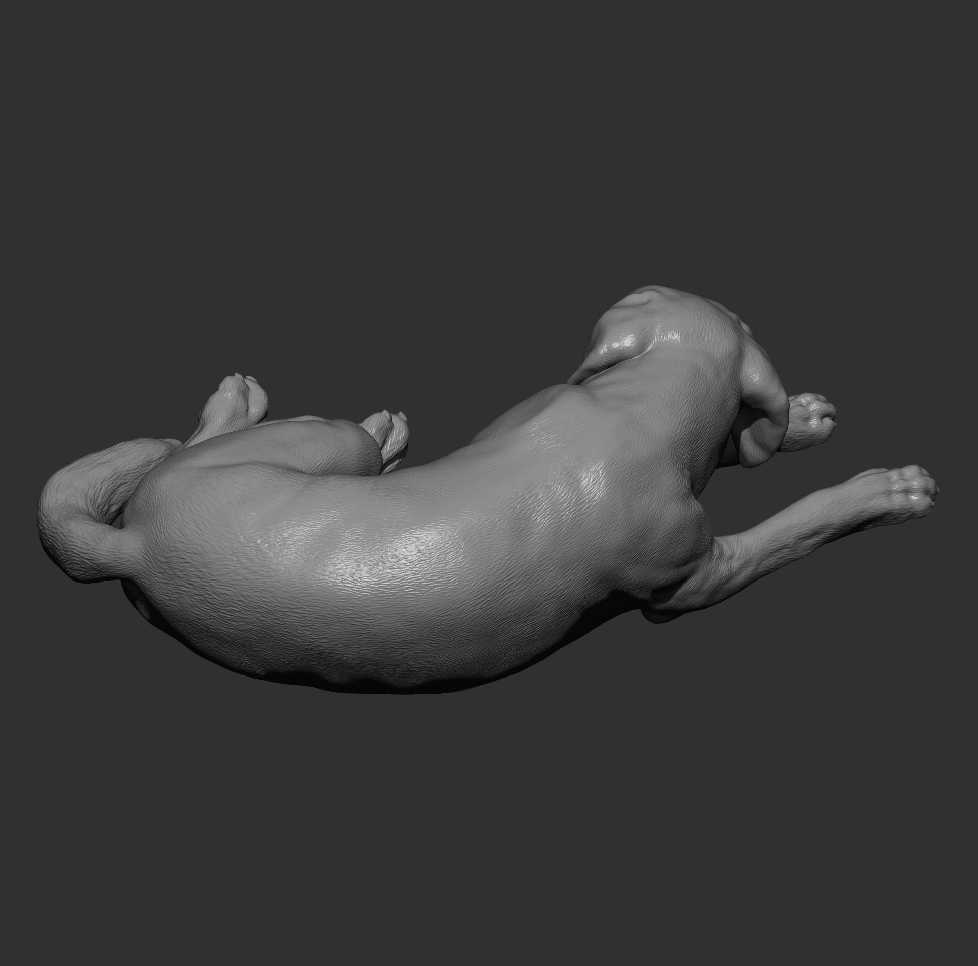 Labrador is sleeping 3D print model_9