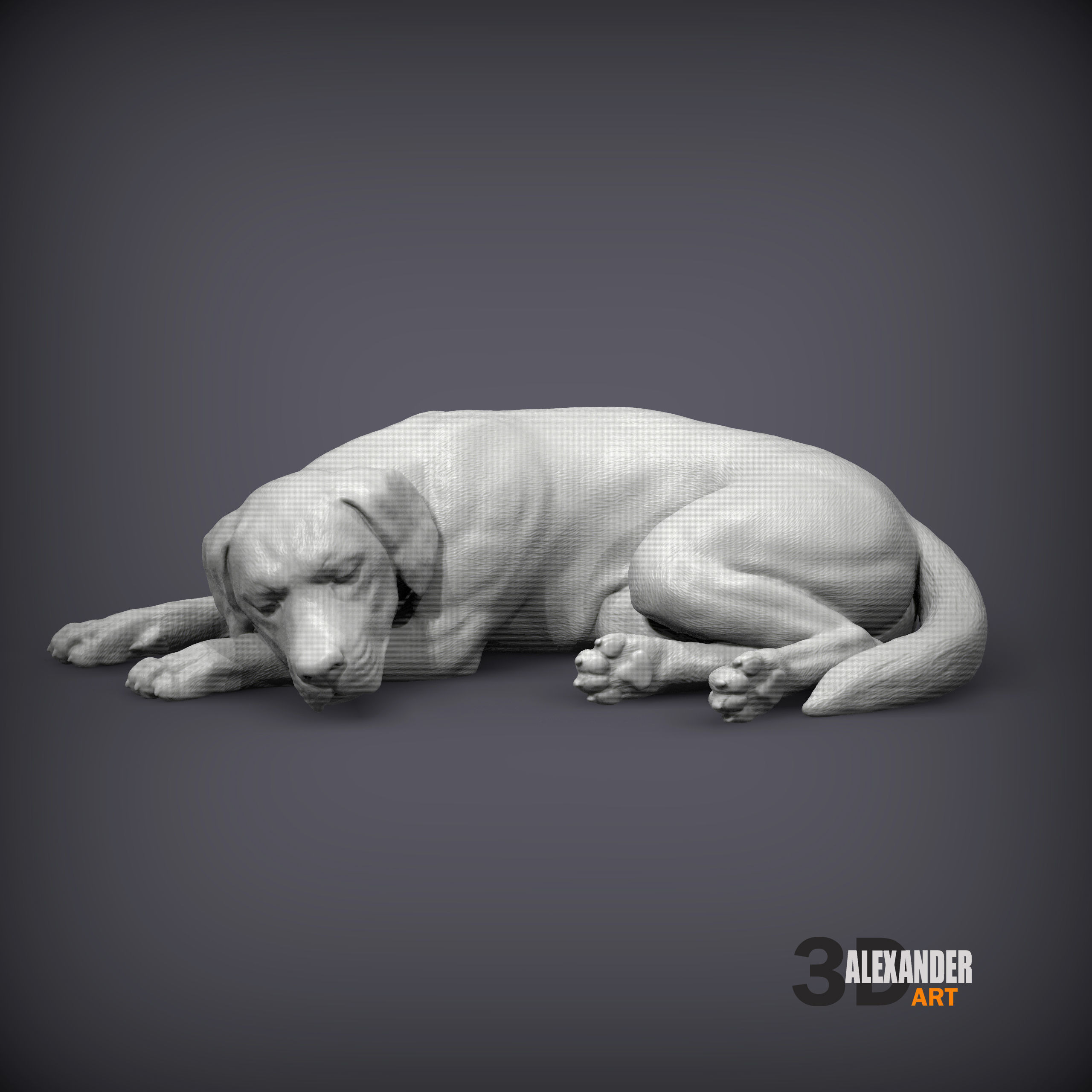 Labrador is sleeping 3D print model_3