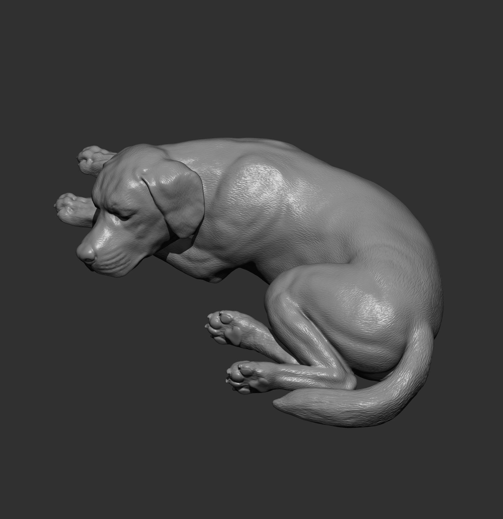 Labrador is sleeping 3D print model_7
