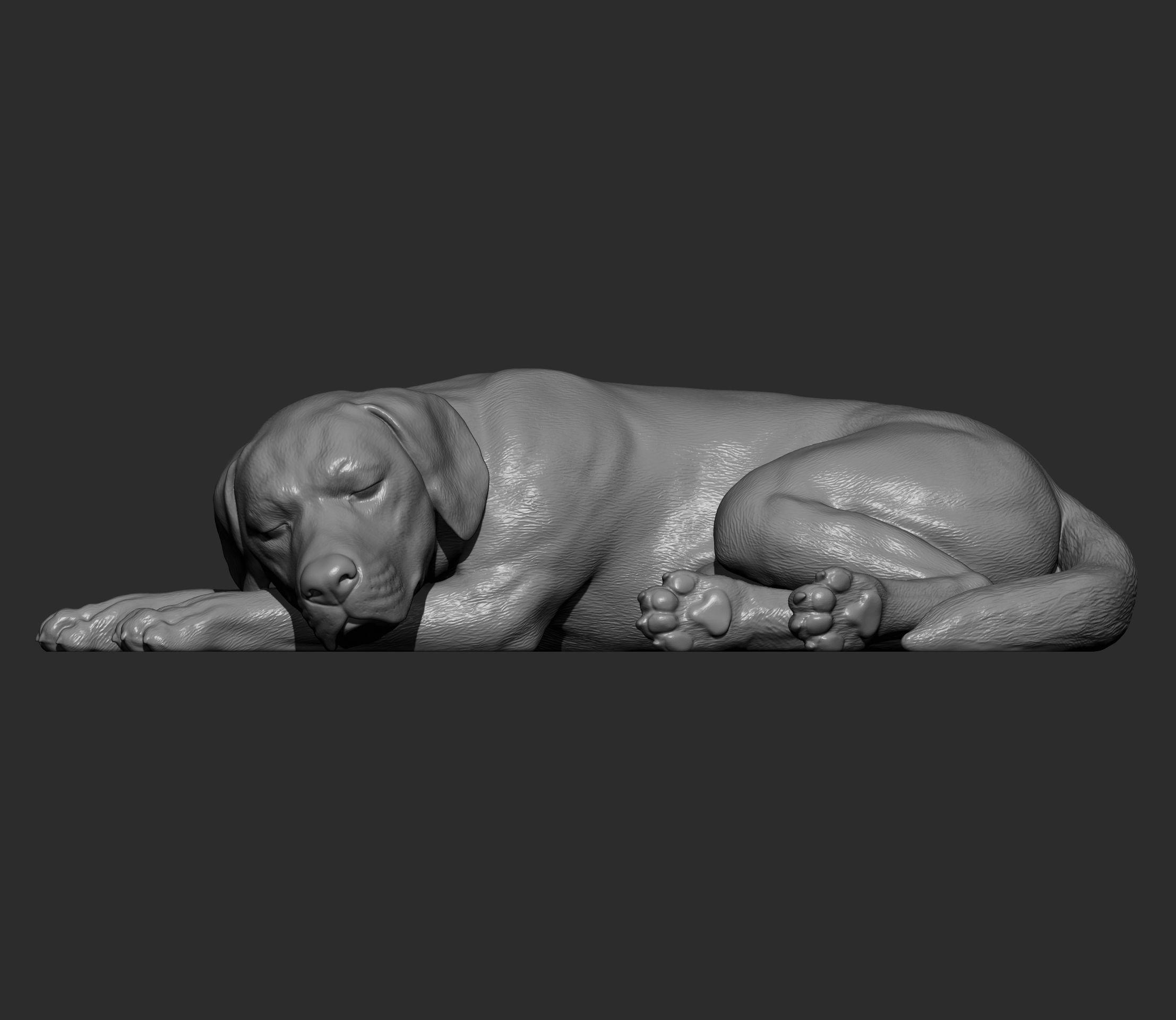 Labrador is sleeping 3D print model_6