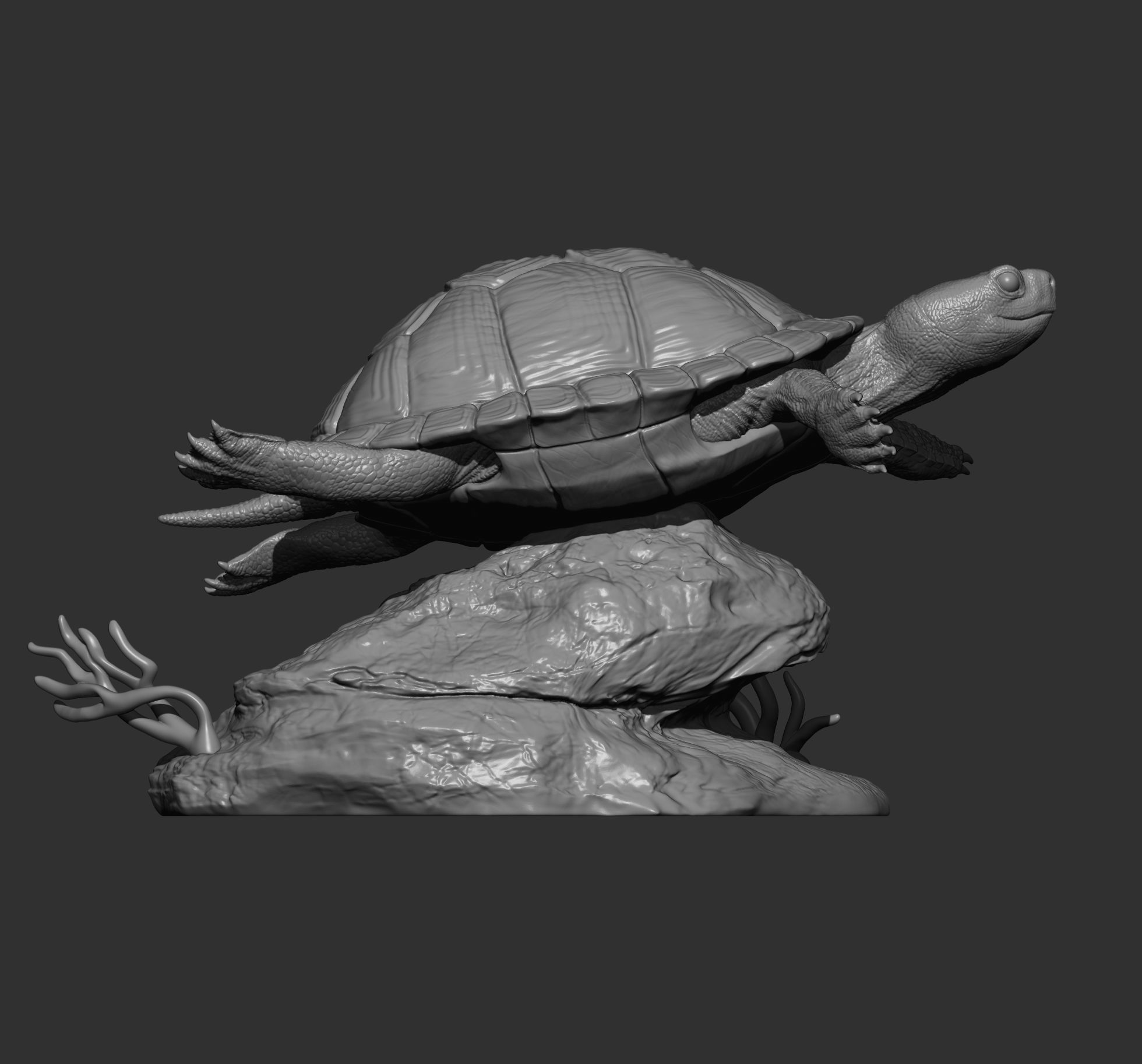 red-eared slider turtle swimming 3D print model_7