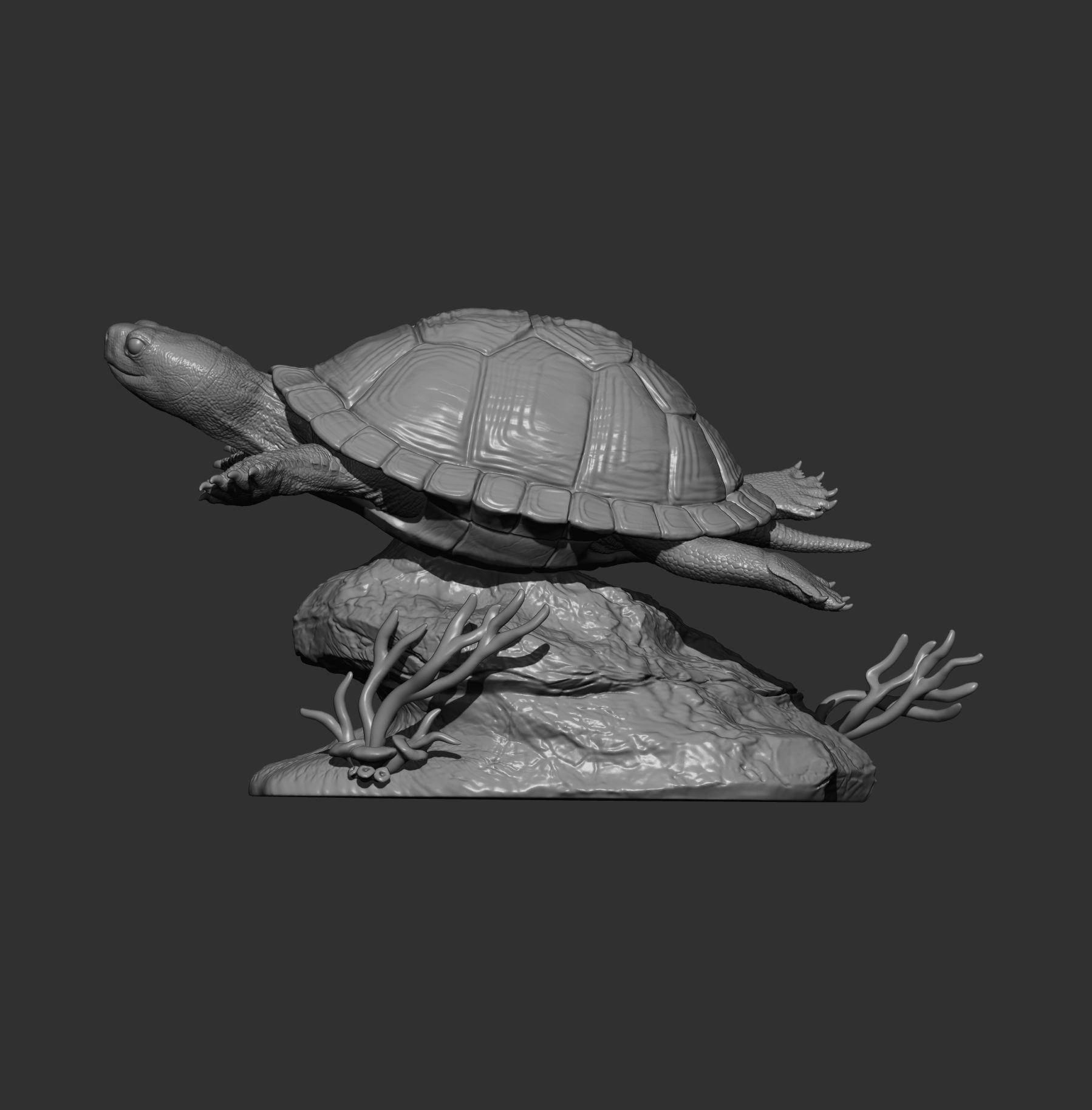 red-eared slider turtle swimming 3D print model_11