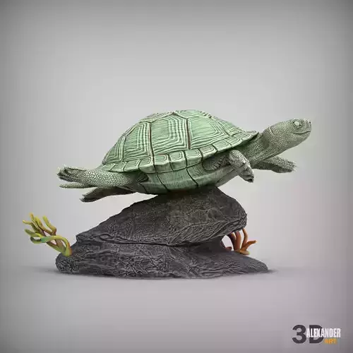 red-eared slider turtle swimming