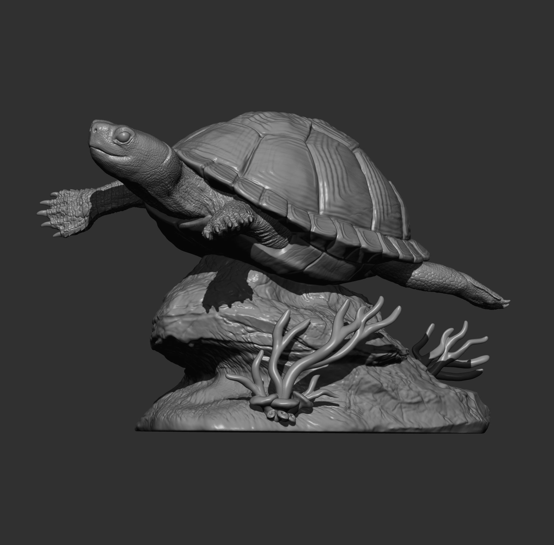 red-eared slider turtle swimming 3D print model_8