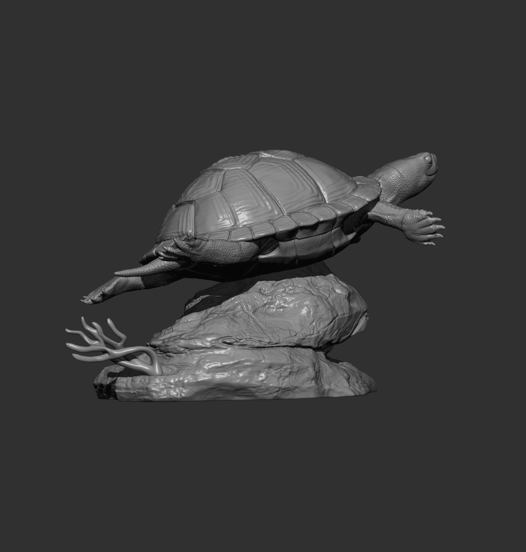 red-eared slider turtle swimming 3D print model_6