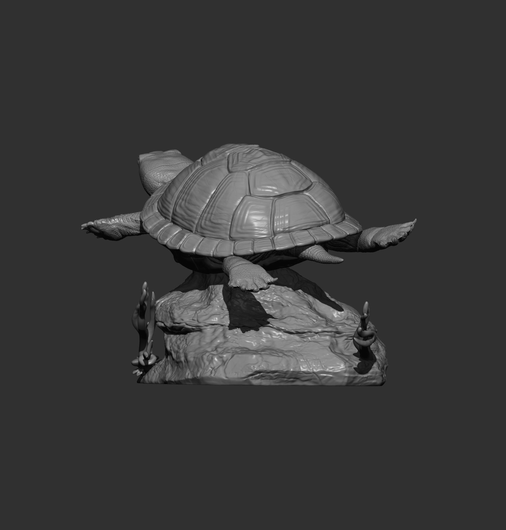 red-eared slider turtle swimming 3D print model_9