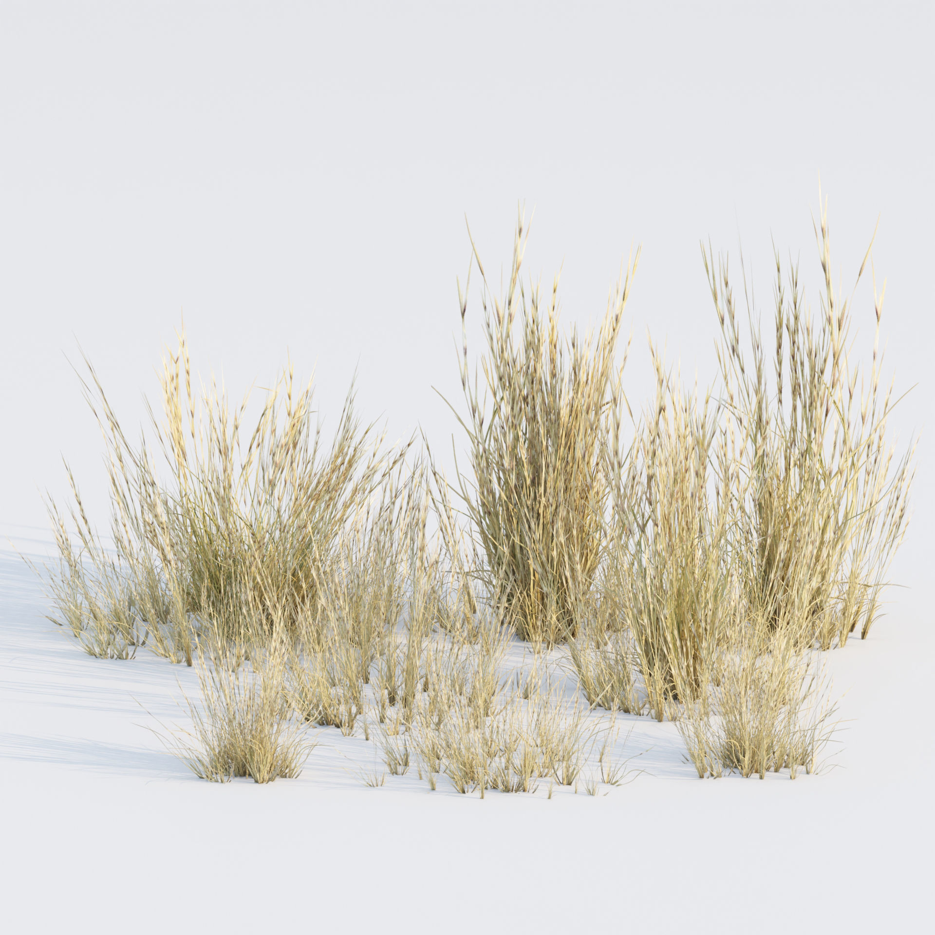 Low Poly Wild Grass Pack 40 Plus Models 2024 Edition Low-poly 3D model_20