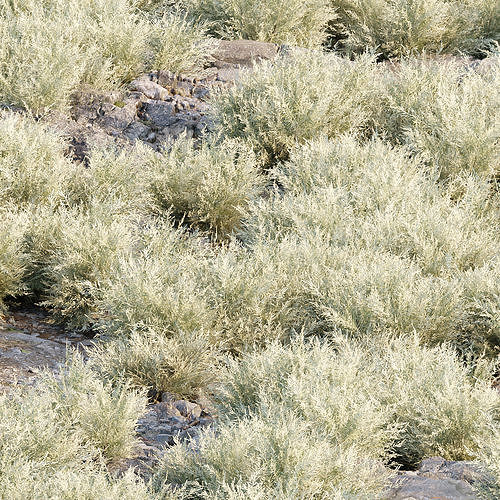 Low Poly Wild Grass Pack 40 Plus Models 2024 Edition Low-poly 3D model 4