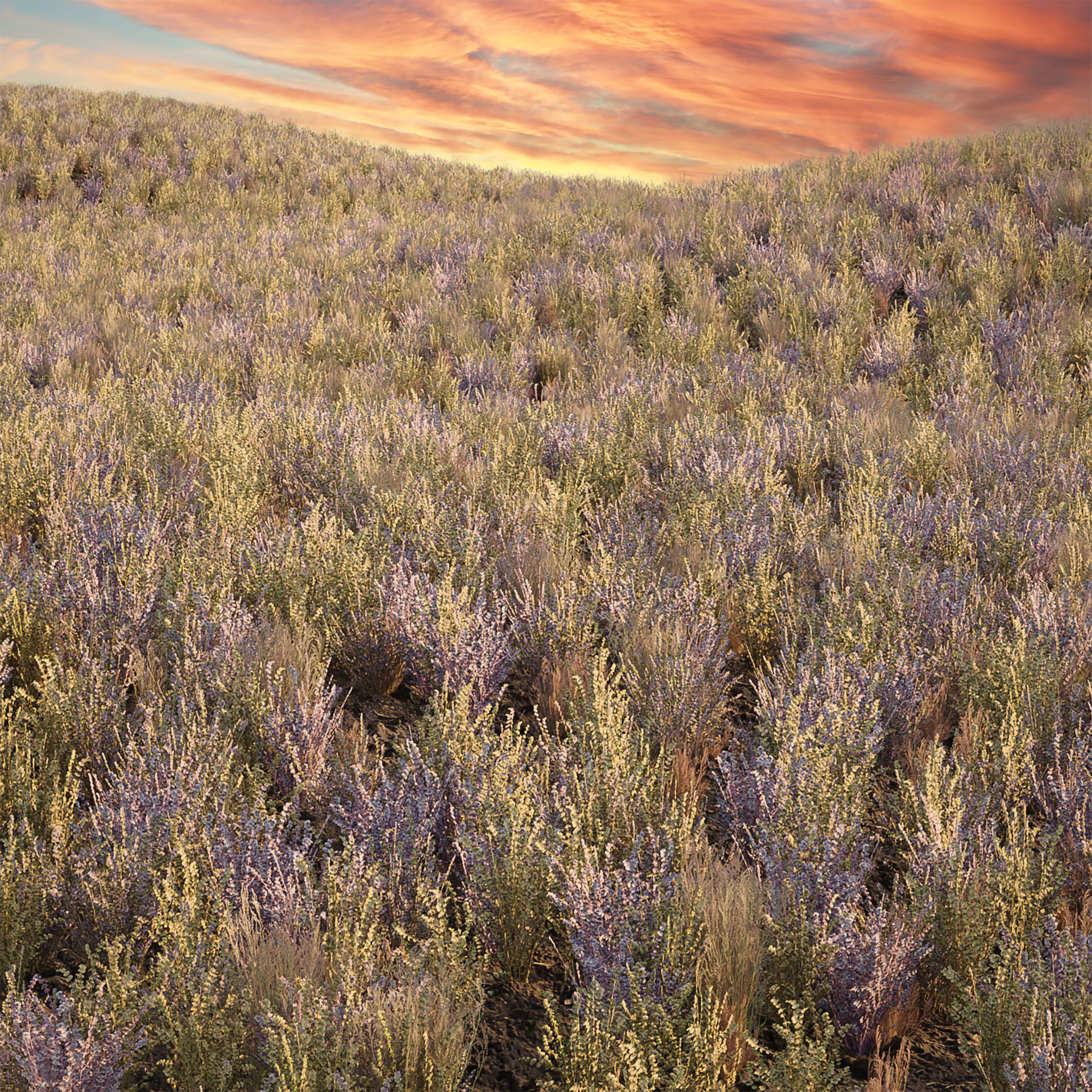 Low Poly Wild Grass Pack 40 Plus Models 2024 Edition Low-poly 3D model_9