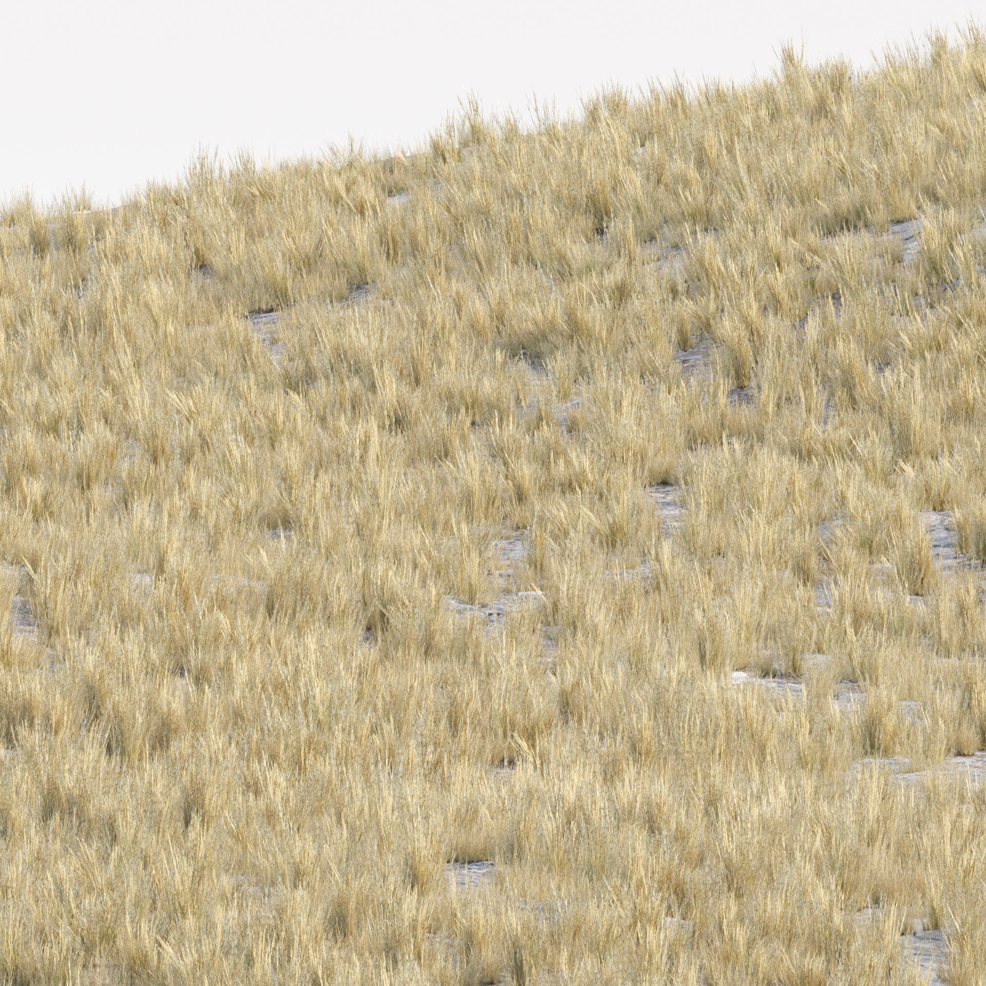 Low Poly Wild Grass Pack 40 Plus Models 2024 Edition Low-poly 3D model_24