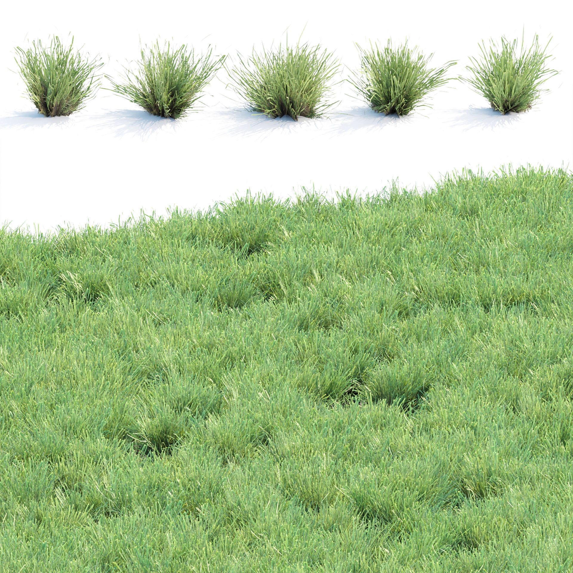 Low Poly Wild Grass Pack 40 Plus Models 2024 Edition Low-poly 3D model_15