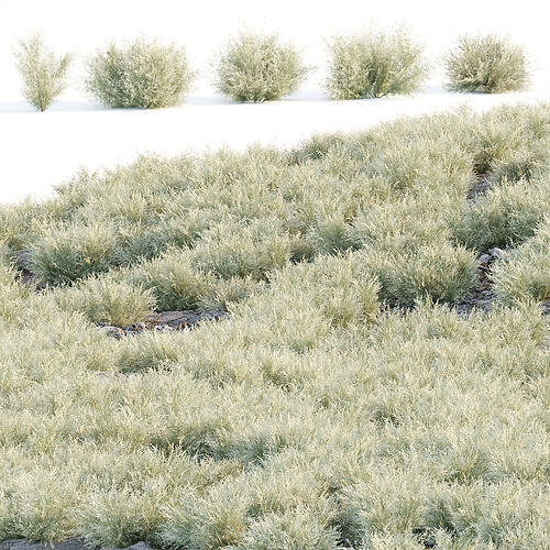 Low Poly Wild Grass Pack 40 Plus Models 2024 Edition Low-poly 3D model 5