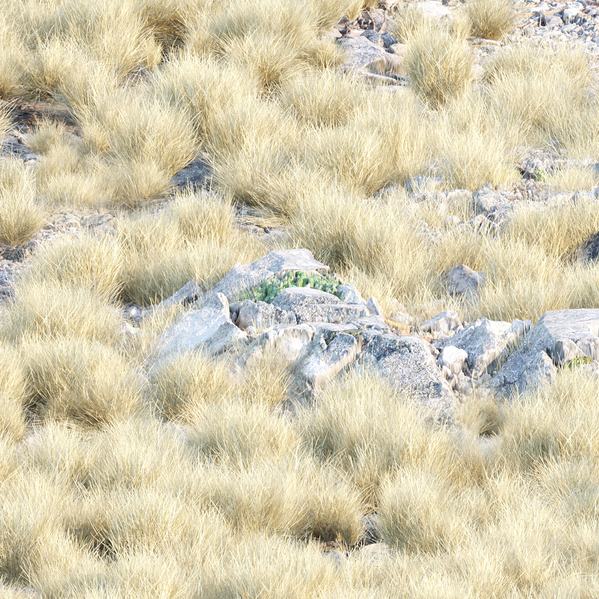Low Poly Wild Grass Pack 40 Plus Models 2024 Edition Low-poly 3D model_12