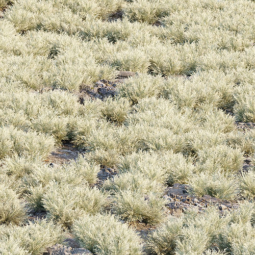Low Poly Wild Grass Pack 40 Plus Models 2024 Edition Low-poly 3D model 6