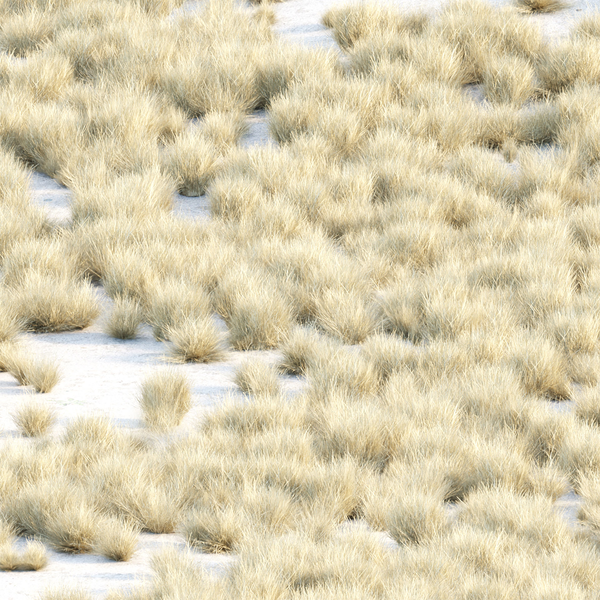 Low Poly Wild Grass Pack 40 Plus Models 2024 Edition Low-poly 3D model_11