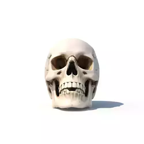 Human Skull