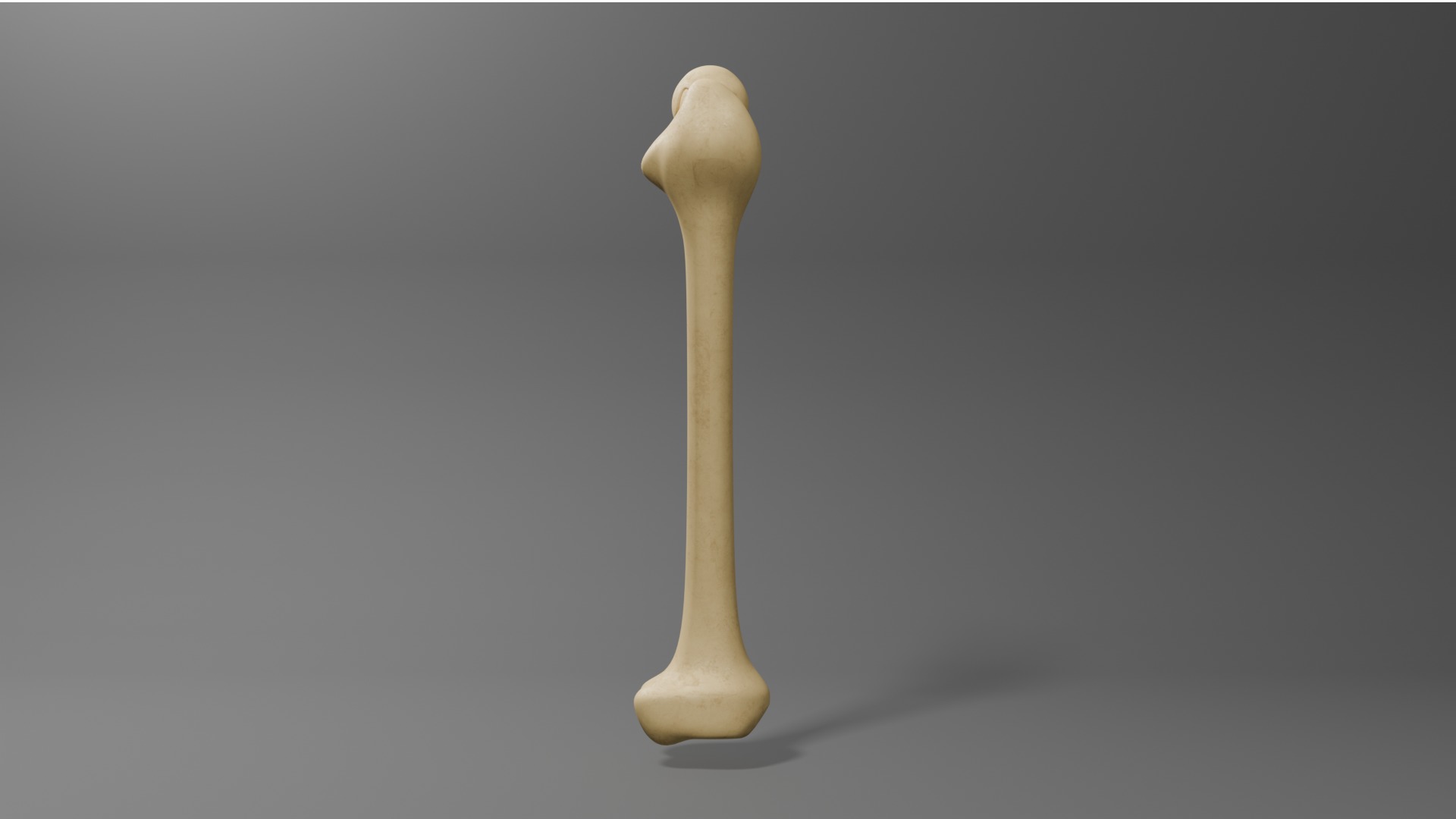 Femur Free 3D model_4