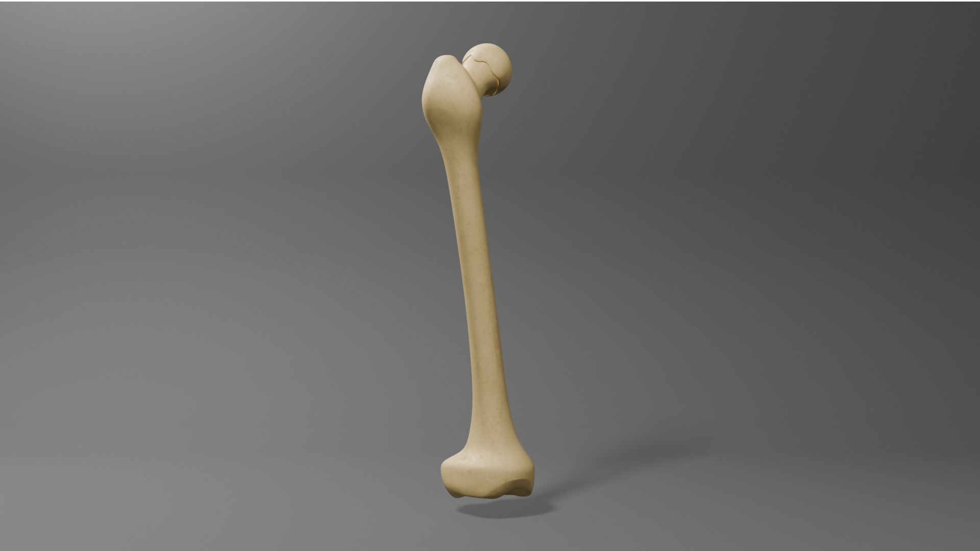 Femur Free 3D model_3
