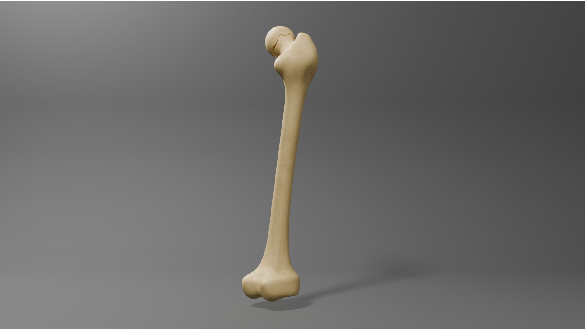Femur Free 3D model_5