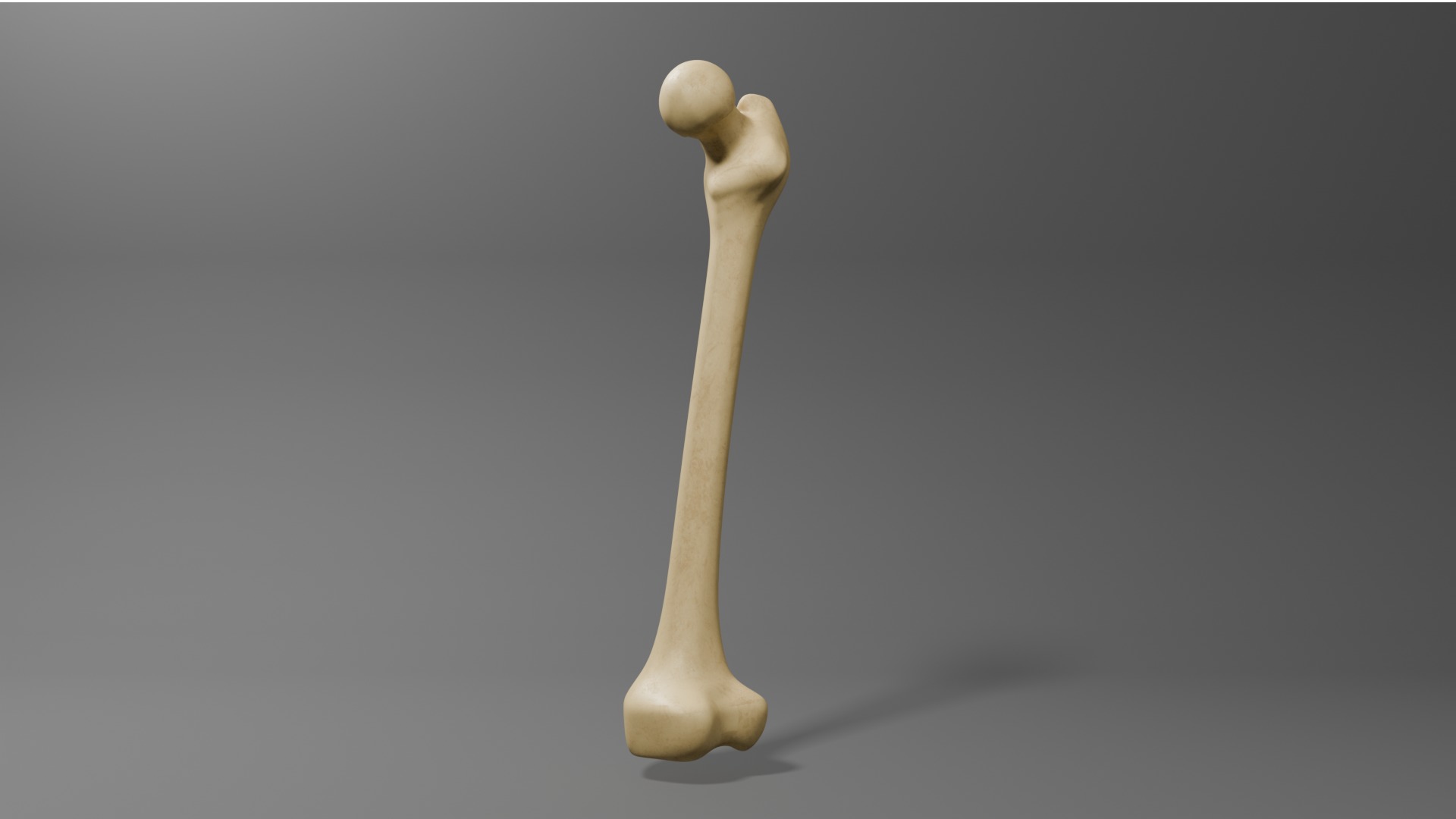 Femur Free 3D model_7