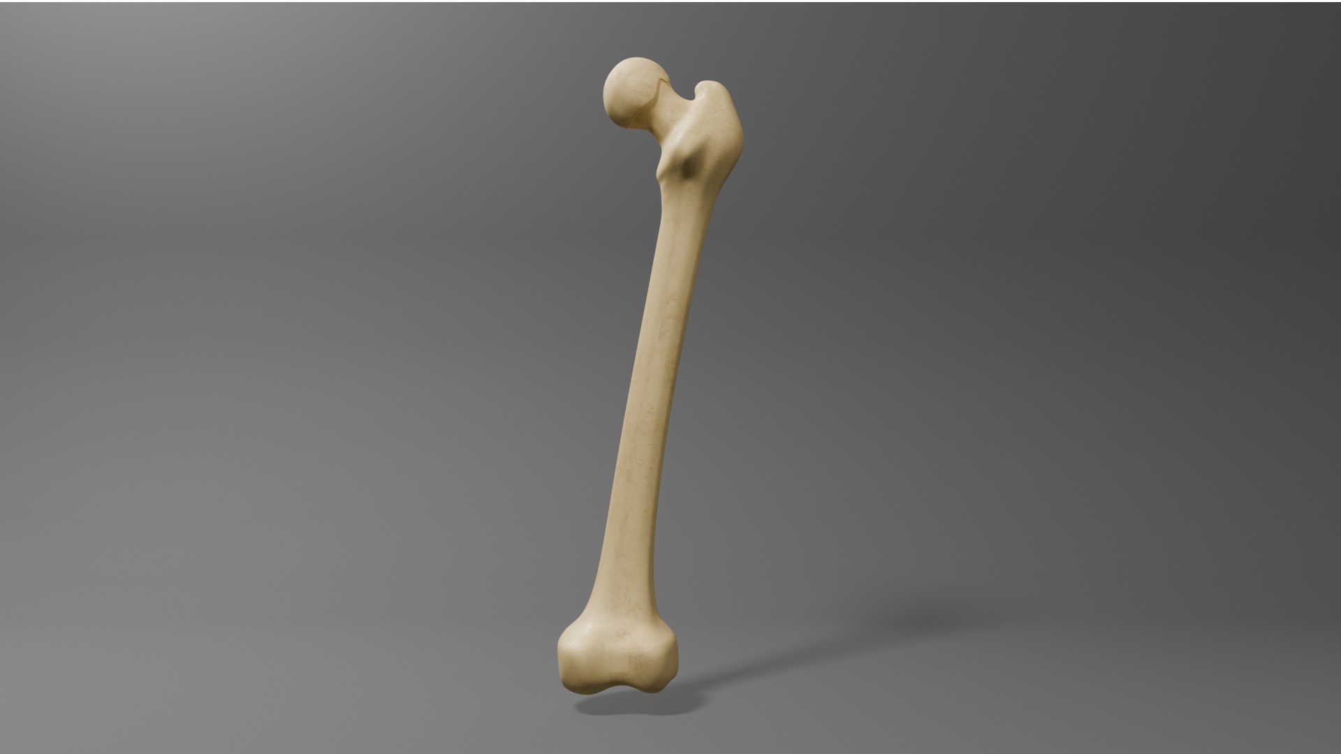 Femur Free 3D model_6