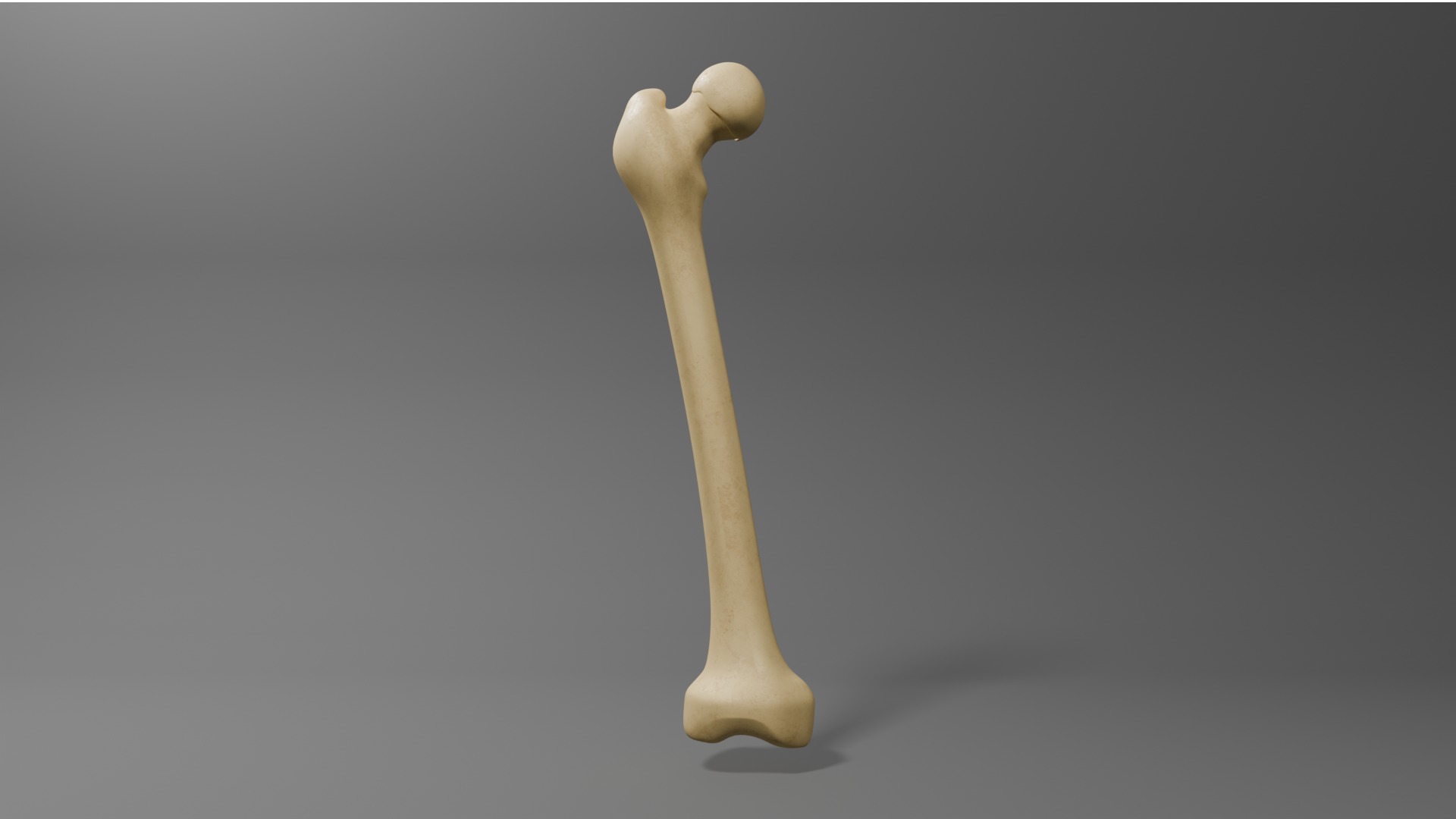 Femur Free 3D model_2