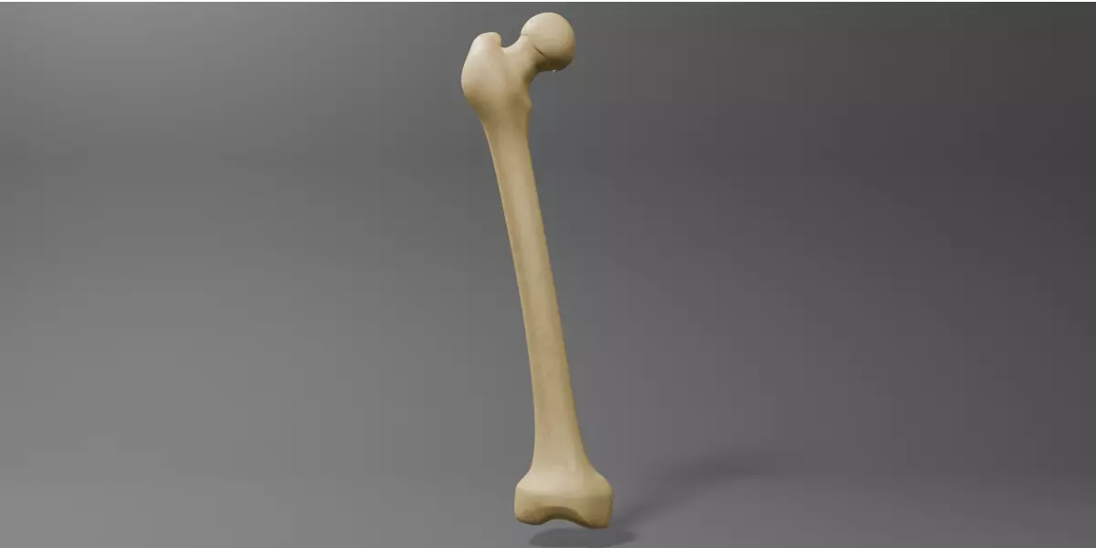 Femur Free 3D model_0