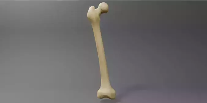 Femur