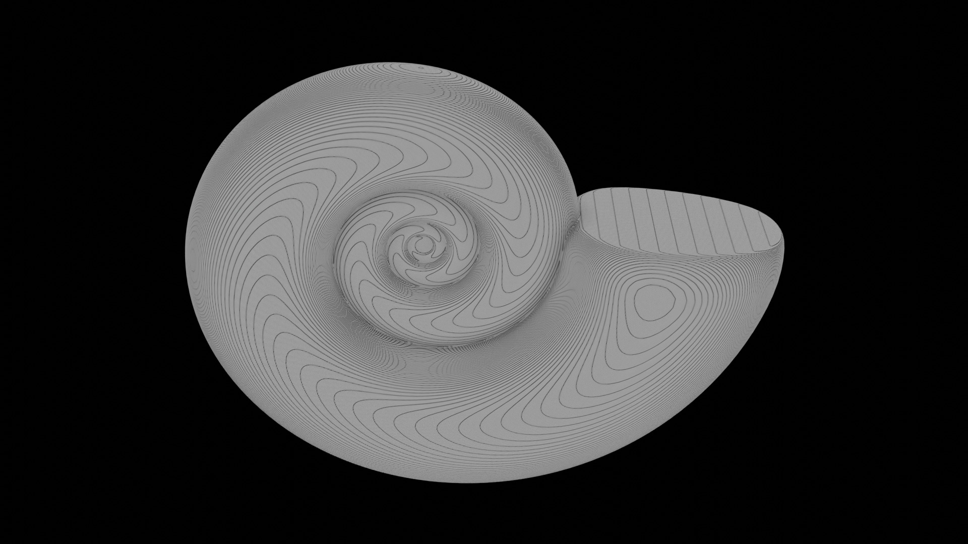 Ammonoid shell subevolute and compressed Cantabricanites 3D model_9