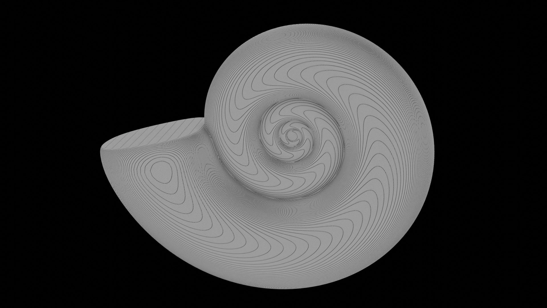 Ammonoid shell subevolute and compressed Cantabricanites 3D model_10