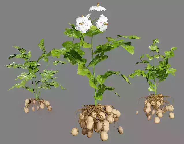Potato Plant 3D Model Low-poly 3D model