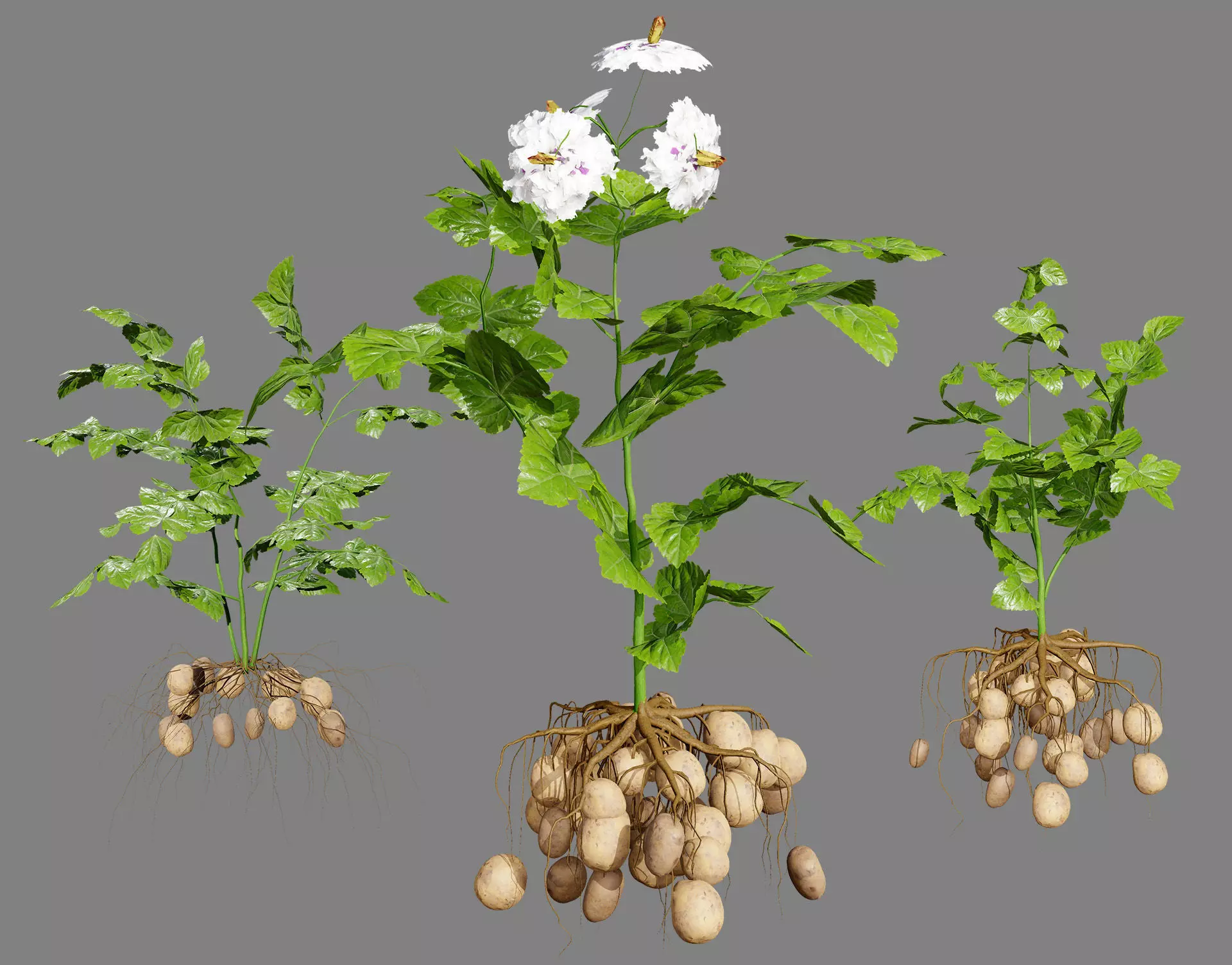Potato Plant 3D Model Low-poly 3D model_0