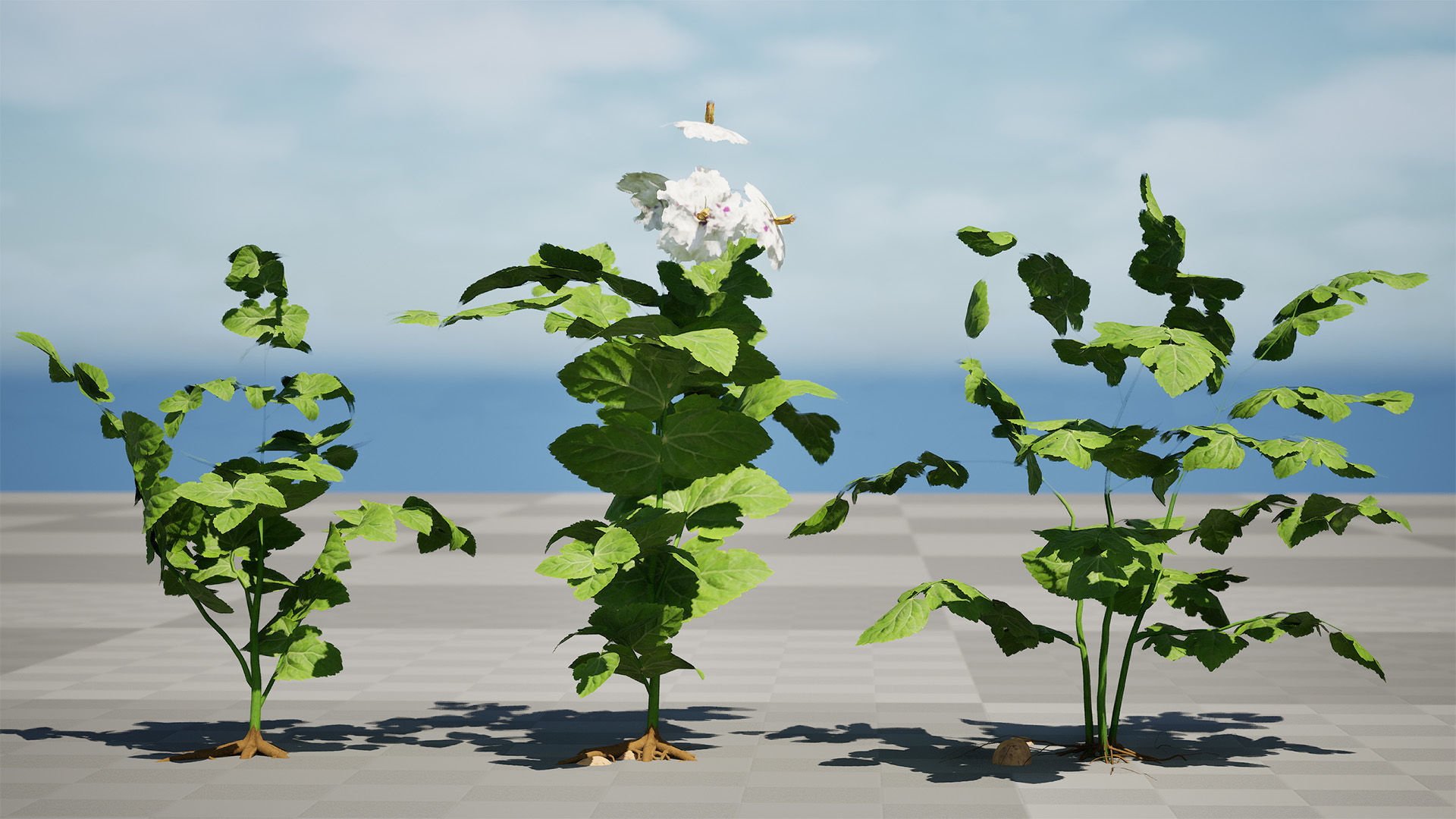 Potato Plant 3D Model Low-poly 3D model_11