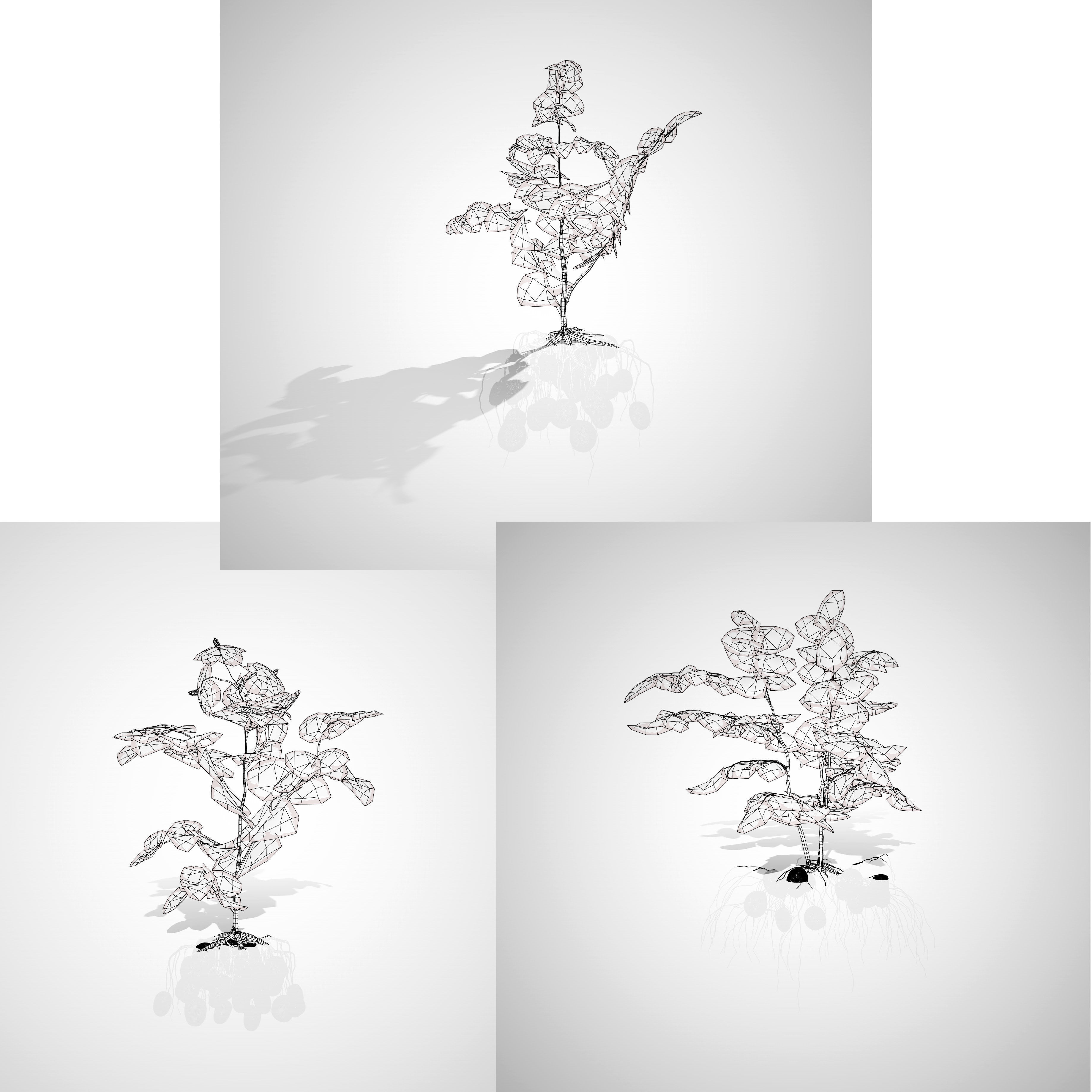 Potato Plant 3D Model Low-poly 3D model_9