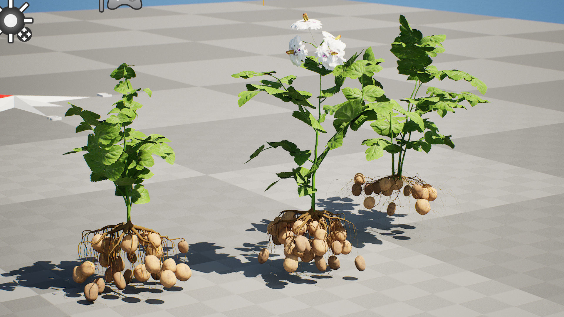 Potato Plant 3D Model Low-poly 3D model_10