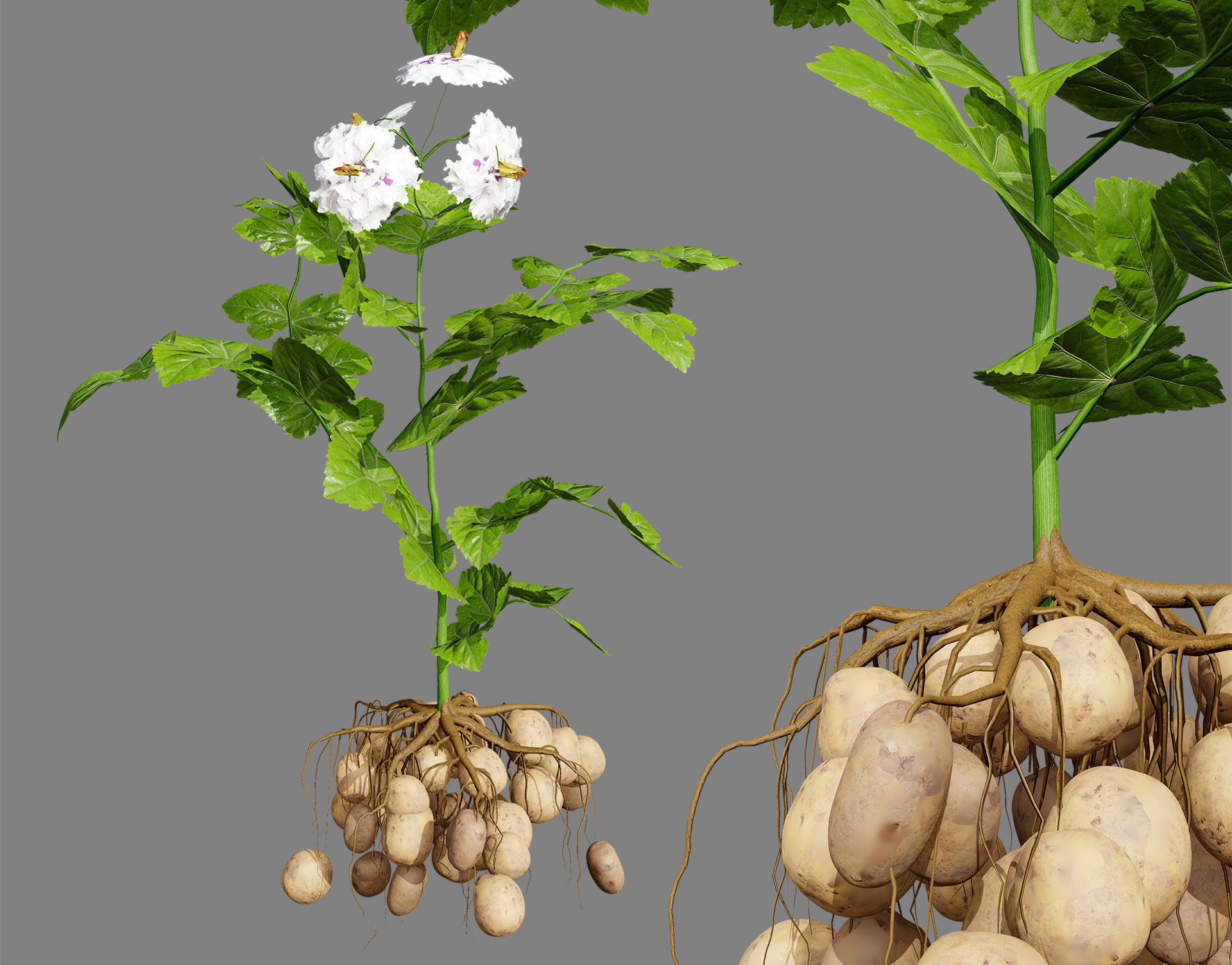 Potato Plant 3D Model Low-poly 3D model_2