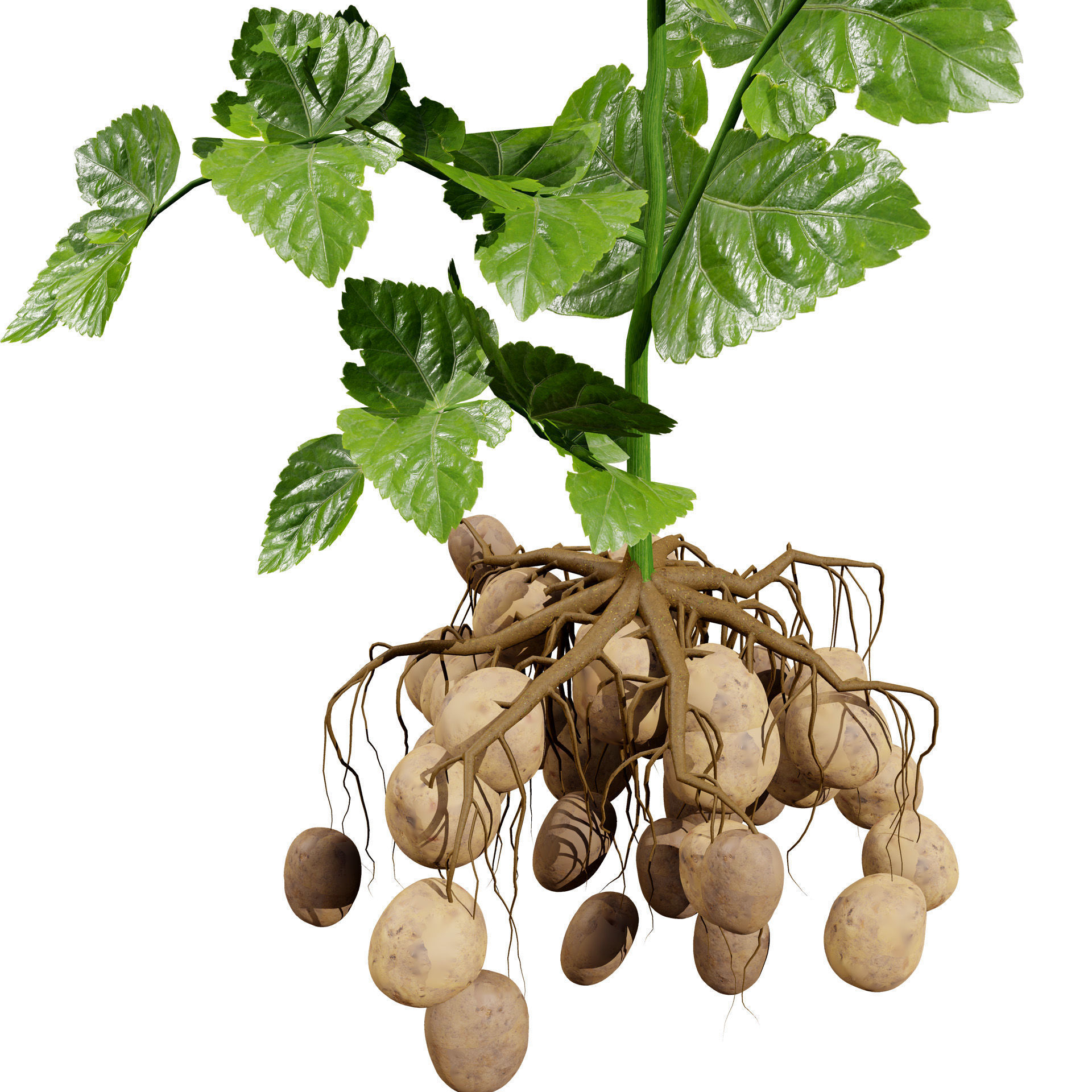 Potato Plant 3D Model Low-poly 3D model_6