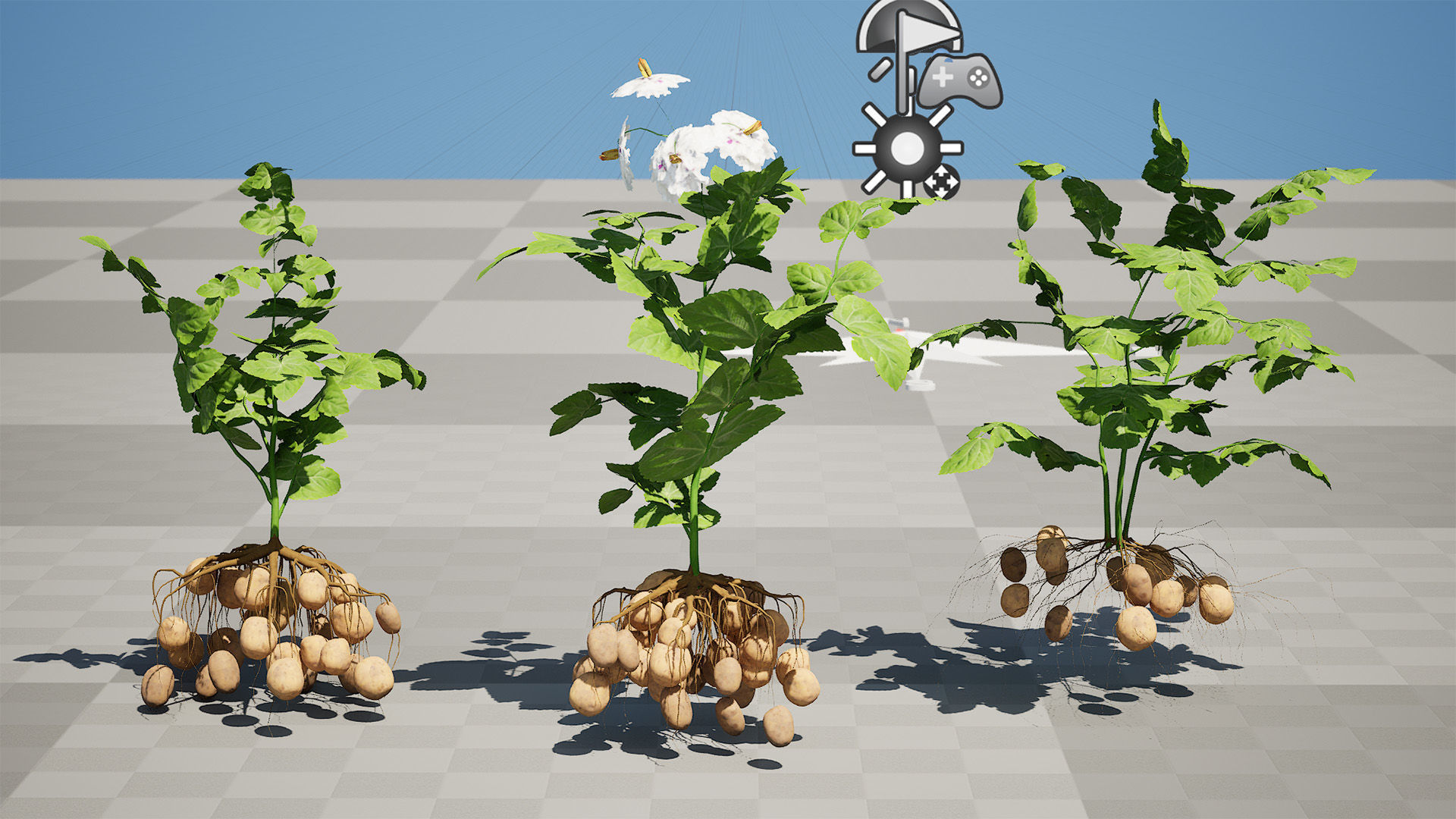 Potato Plant 3D Model Low-poly 3D model_8