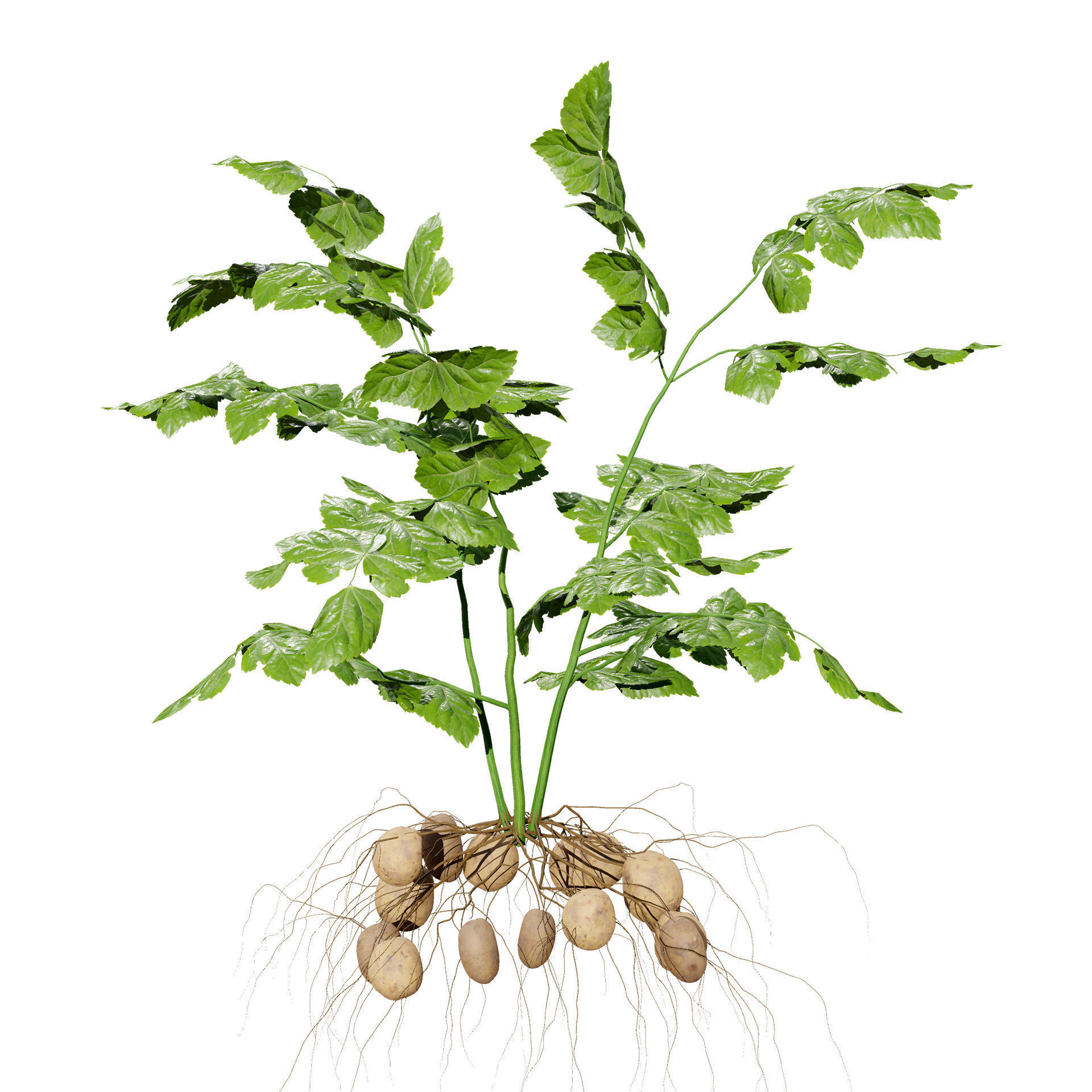 Potato Plant 3D Model Low-poly 3D model_7