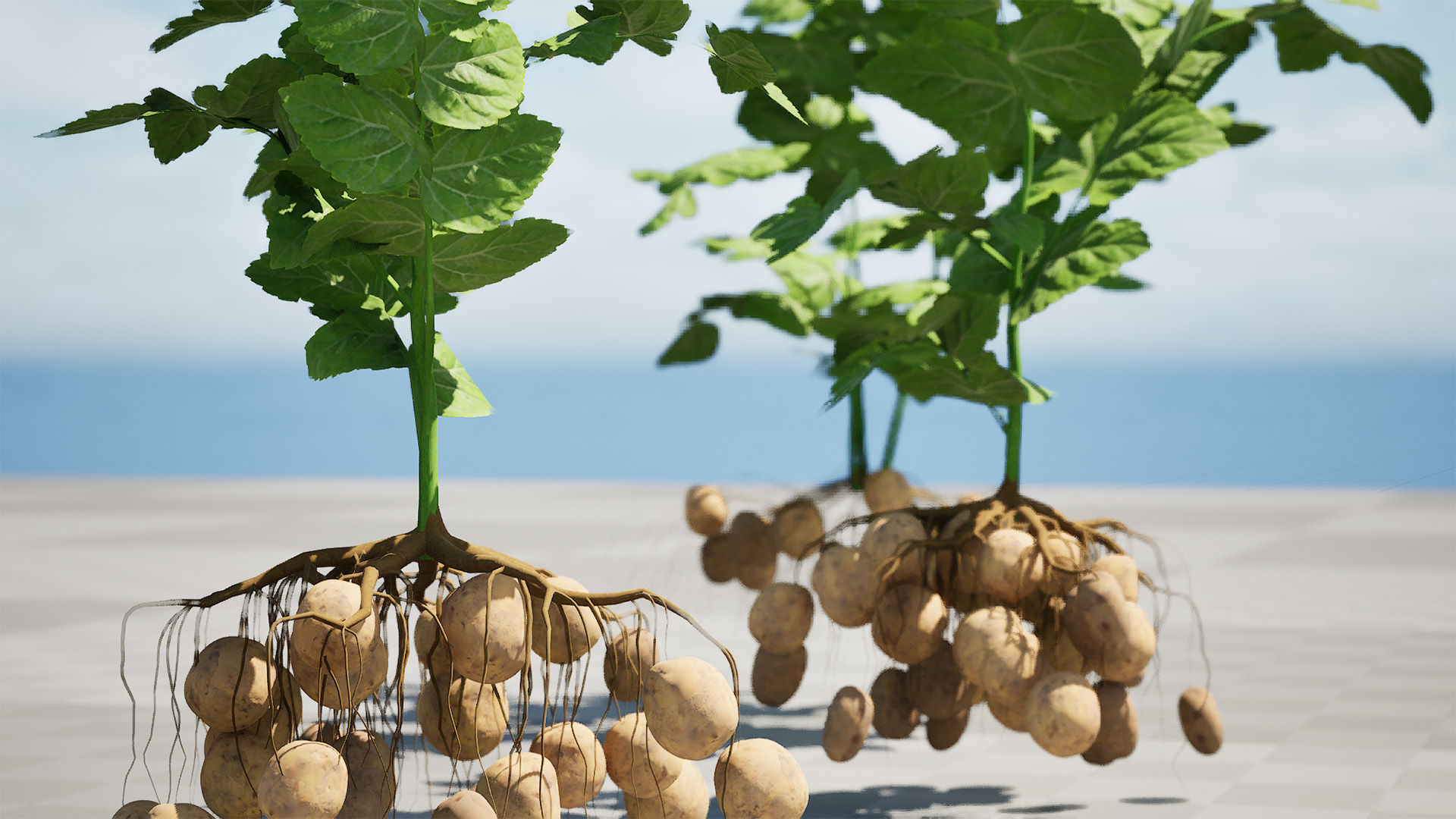 Potato Plant 3D Model Low-poly 3D model_4