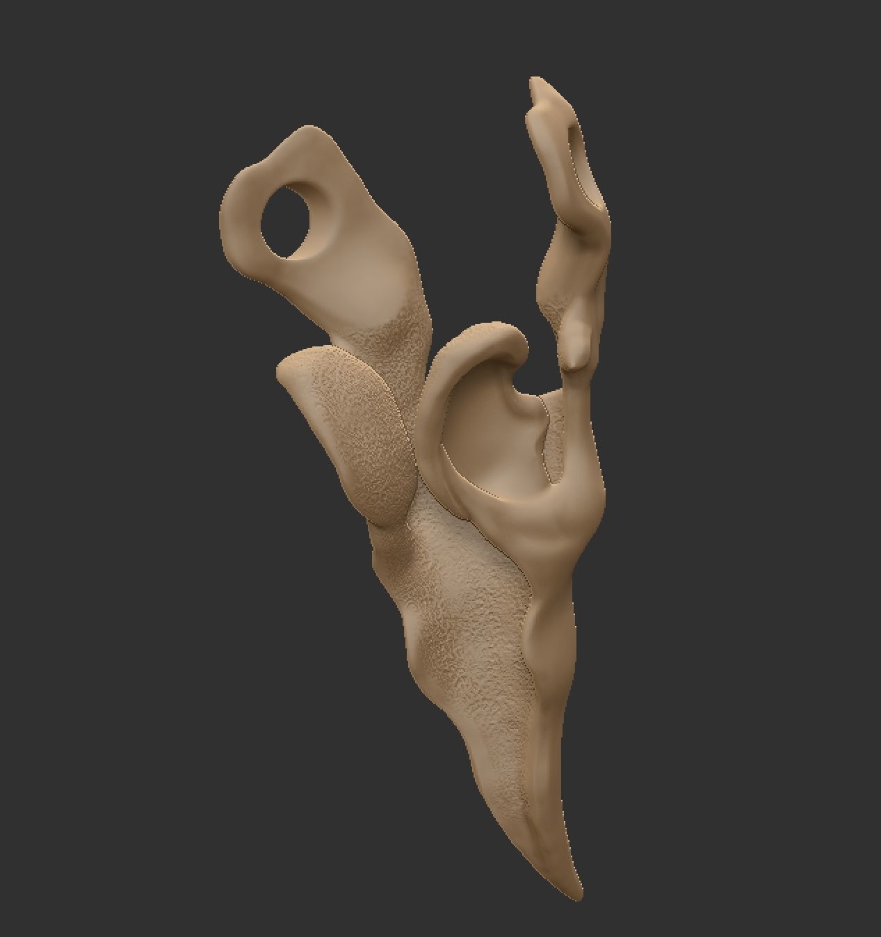 Crow skull 3D print model_9