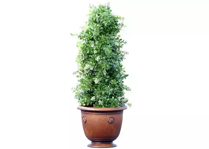 Decorative tall evergreen flowering garden tree bush classic pot