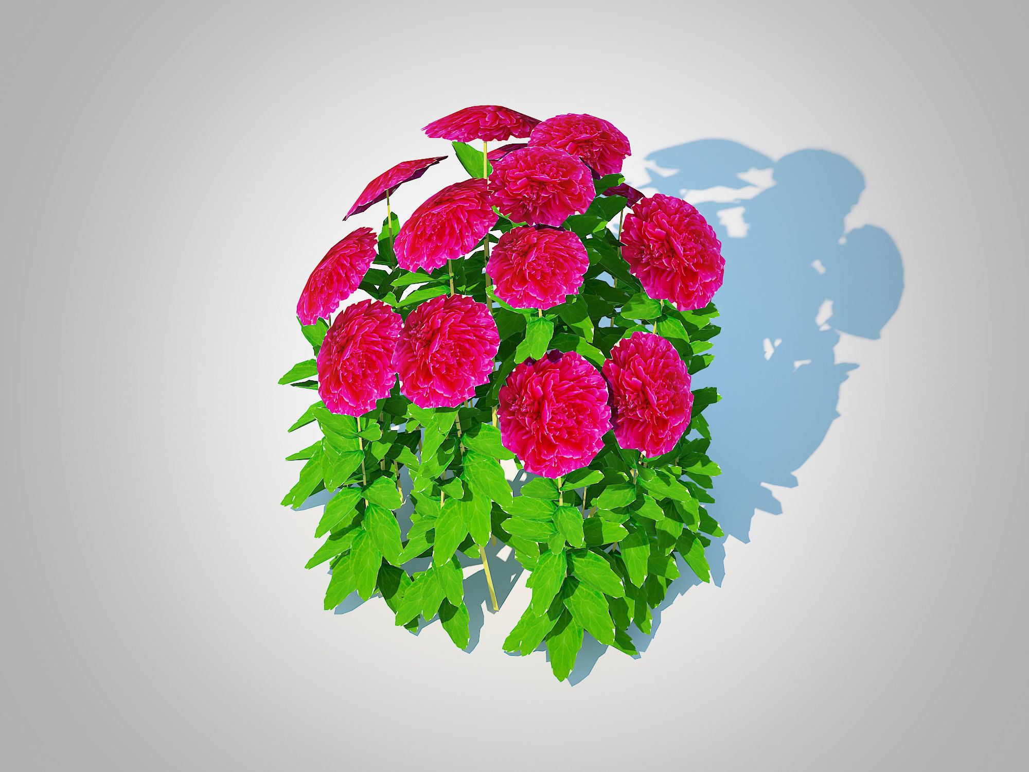 Plant  Paeonia x lact  Felix Crousse  Low-poly 3D model_3