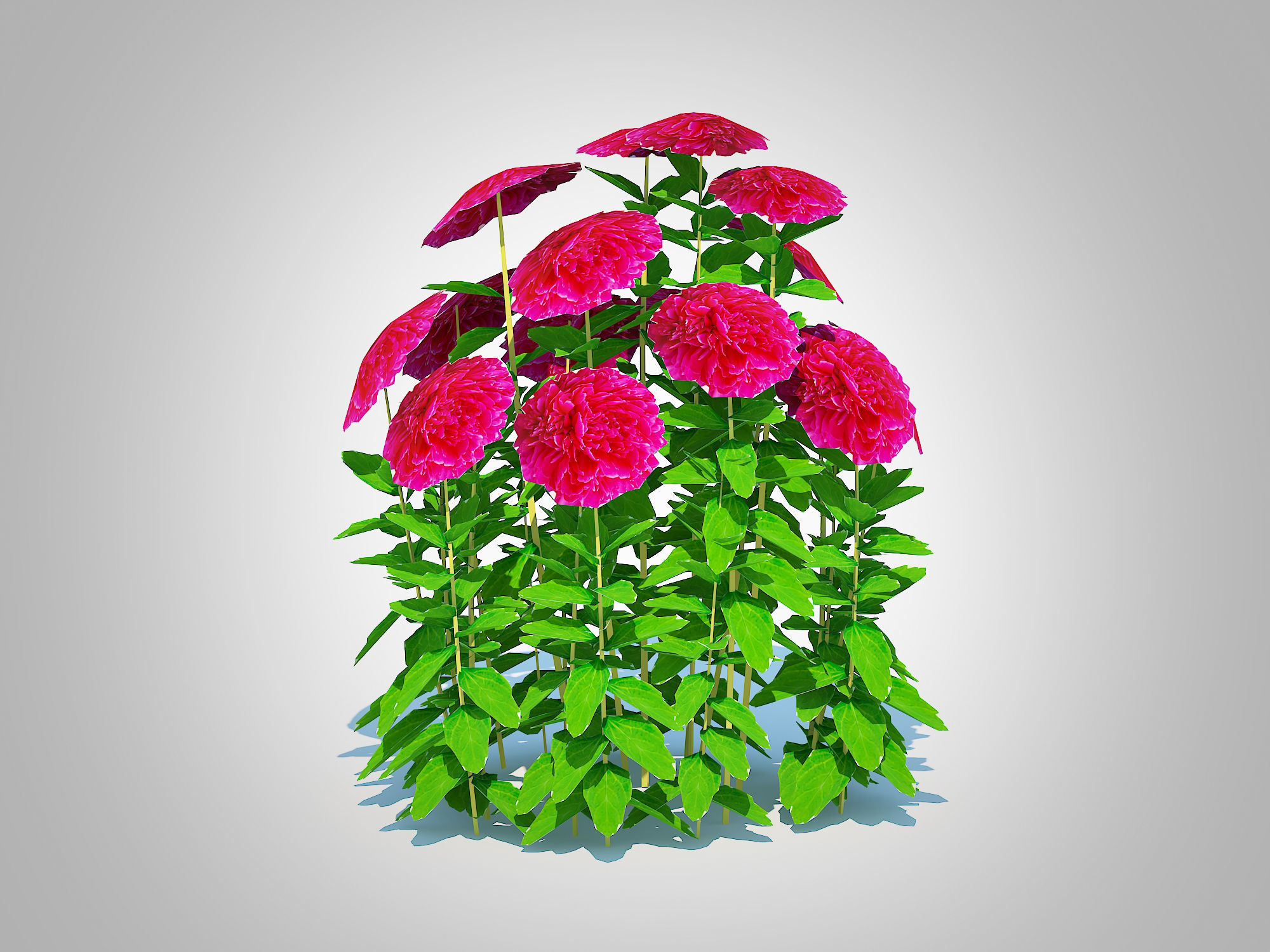 Plant  Paeonia x lact  Felix Crousse  Low-poly 3D model_2