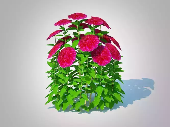 Plant  Paeonia x lact  Felix Crousse  Low-poly 3D model