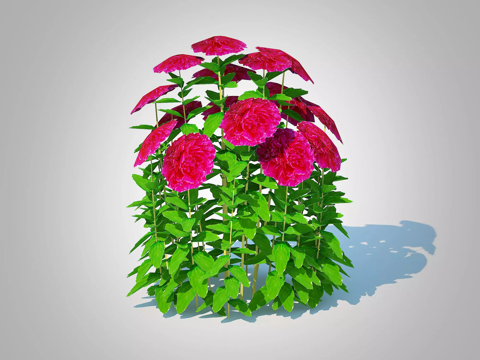 Plant  Paeonia x lact  Felix Crousse  Low-poly 3D model_0